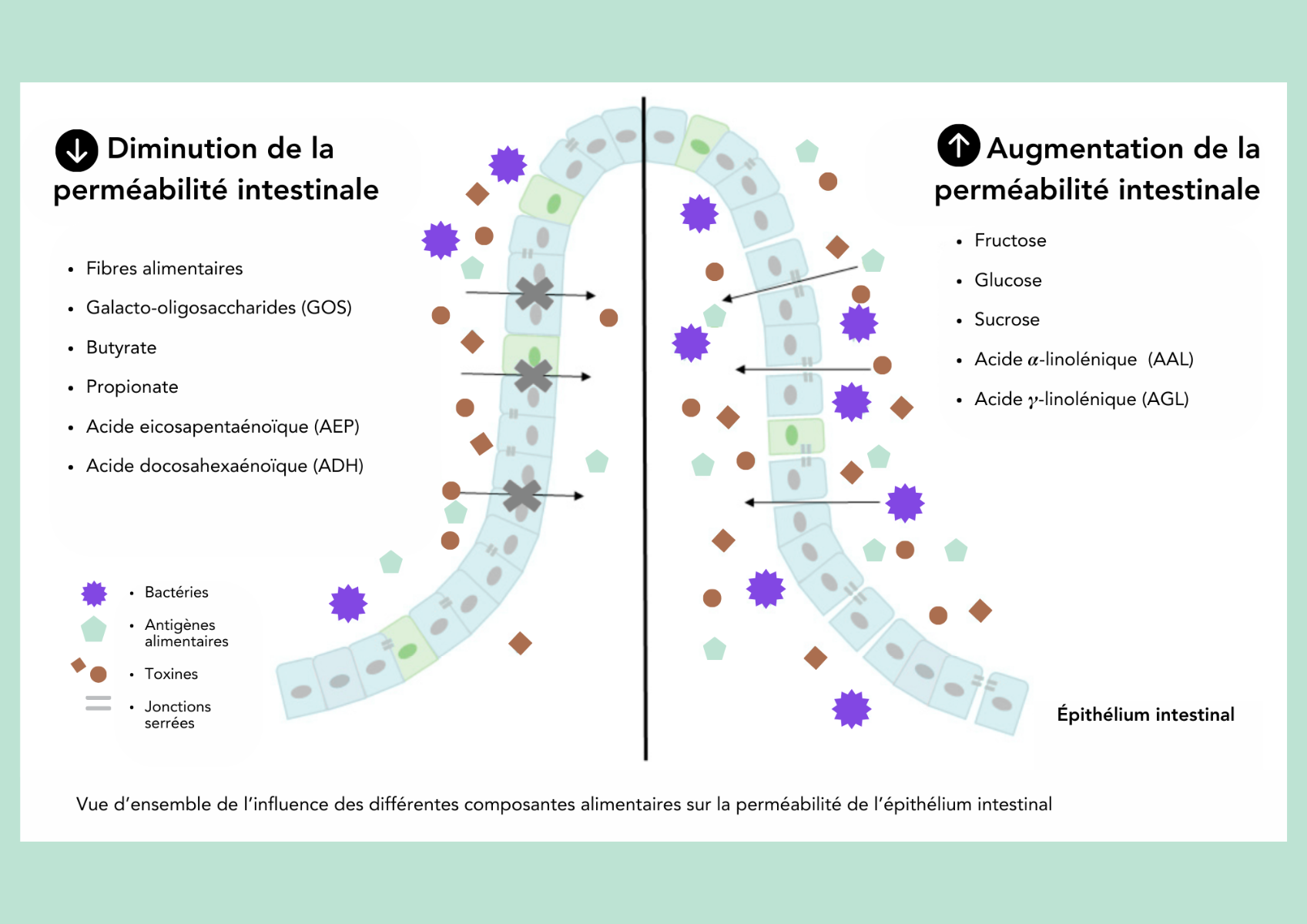 schéma sur les nutriments qui influencent la barrière intestinale Traduit de Binienda et al. (2020)