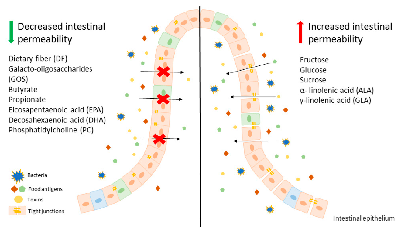 Source: “An overview on the effect of various components of diet on intestinal epithelium permeability.” Binienda et al. (2020)